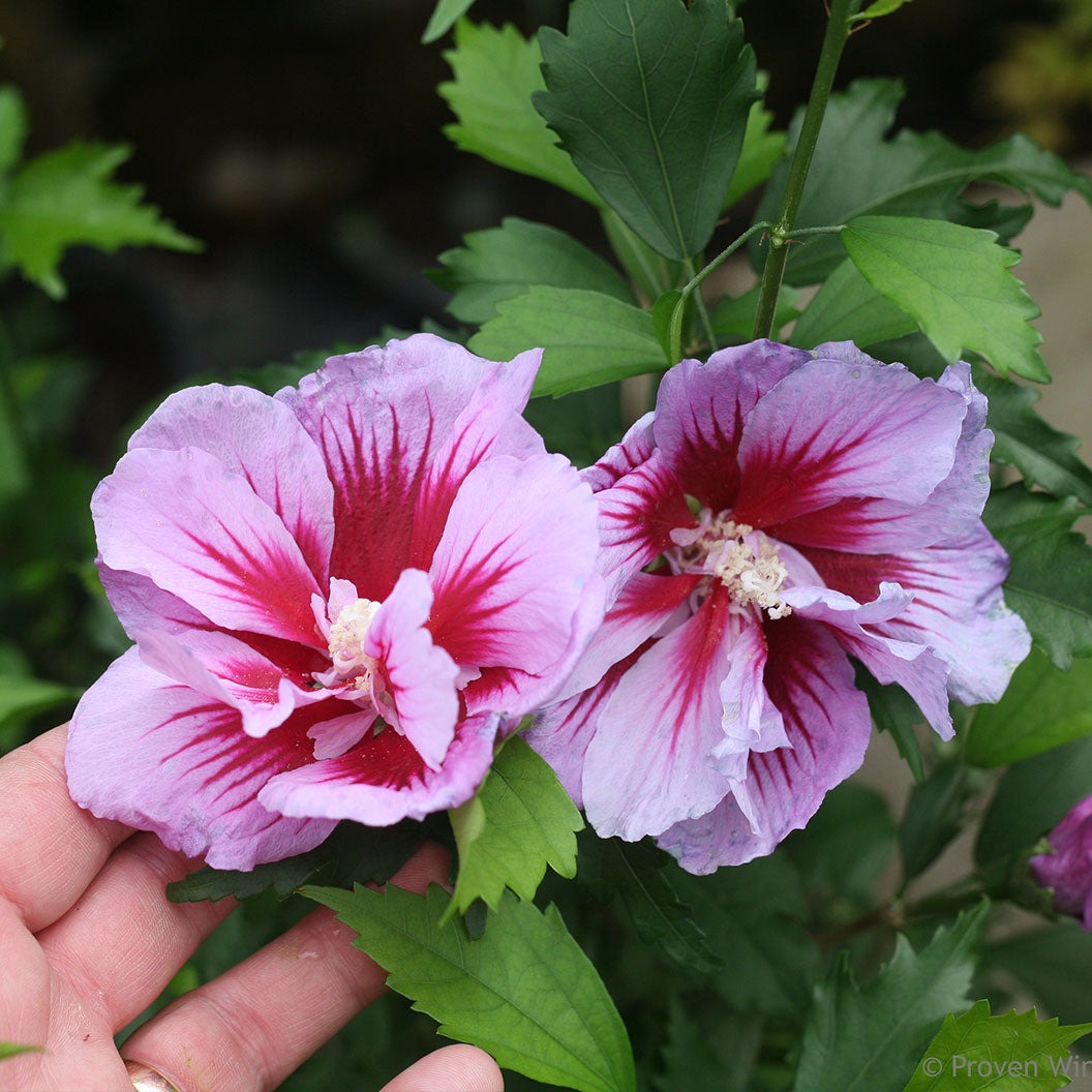 Proven Winners® Purple Pillar® Rose of Sharon Althea