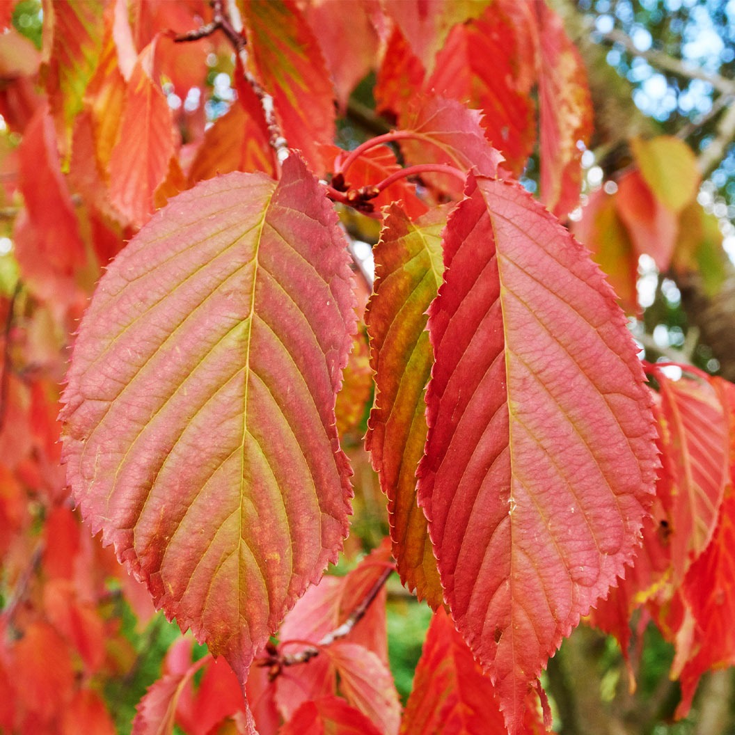 American Hornbeam Tree