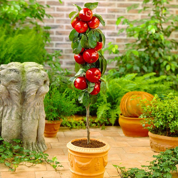North Pole Columnar Apple Tree