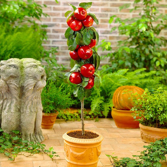 North Pole Columnar Apple Tree