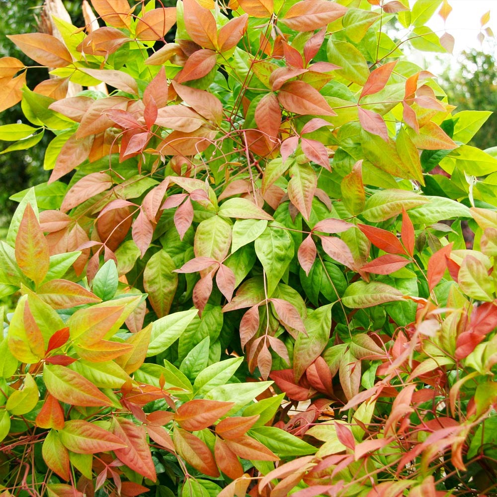 Southern Living® Blush PinkTM Nandina Shrub