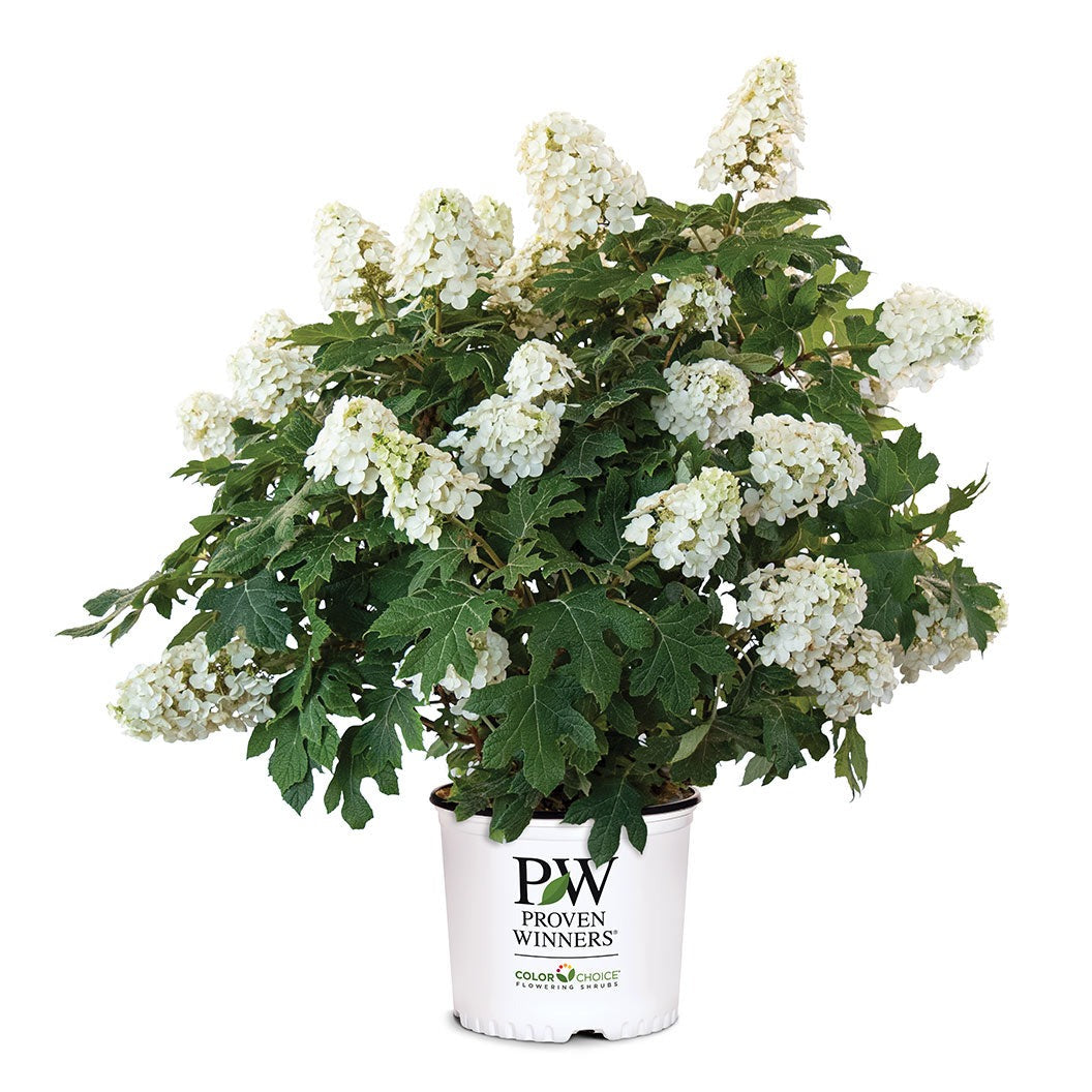 Proven Winners® Gatsby Glow BallTM Oakleaf Hydrangea
