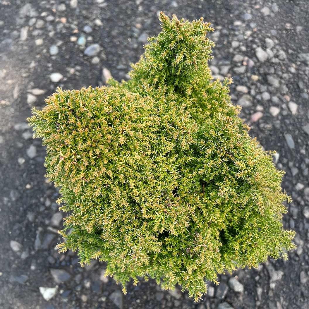 Iseli® Twinkle Toes Japanese Cedar Shrub