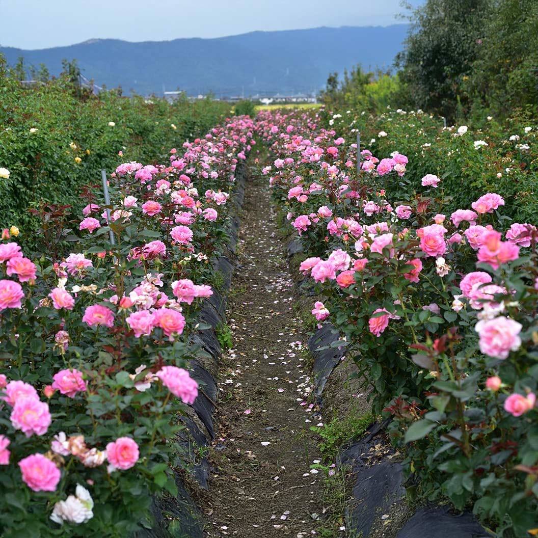 Julie AndrewsTM Hybrid Tea Rose