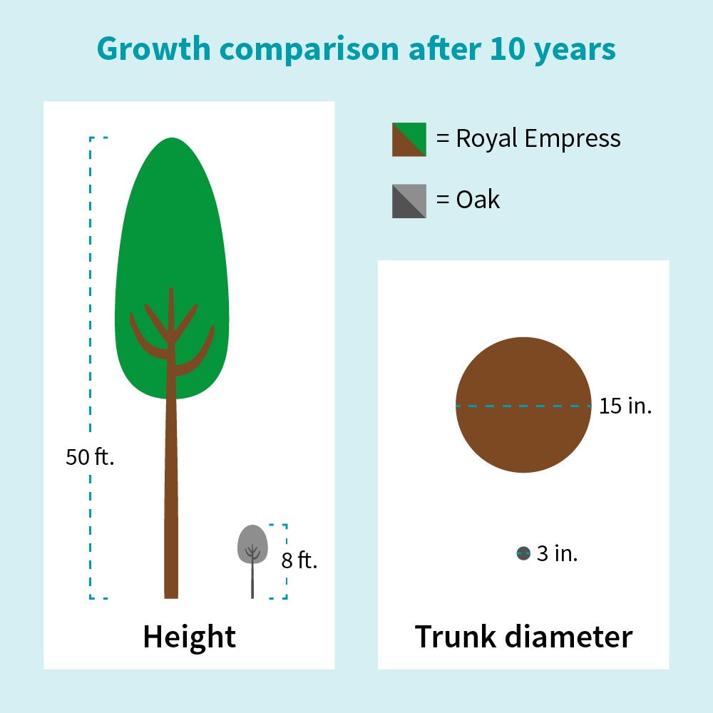 Phoenix One® Royal Empress Tree Florida