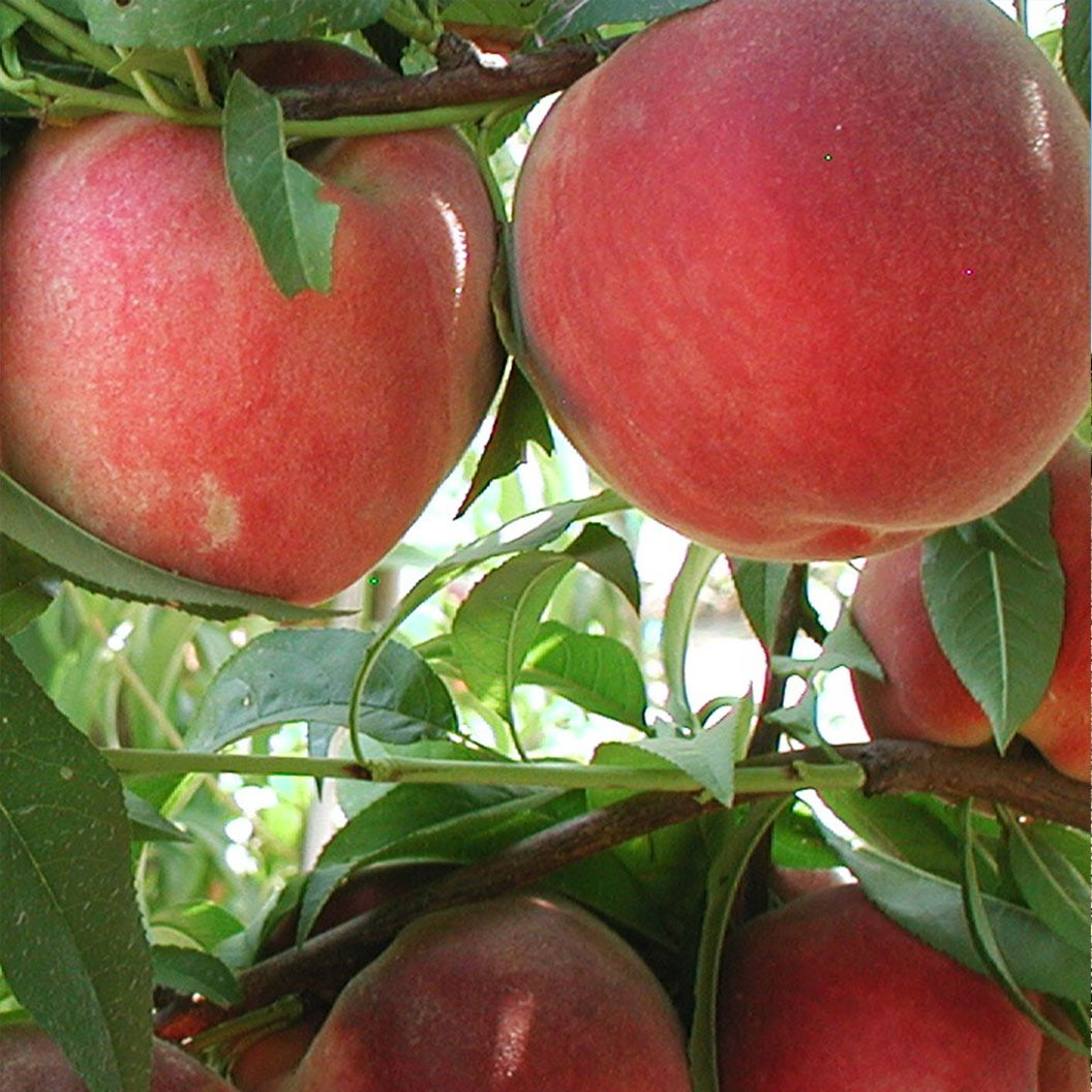 Fruit Snacks® Blushing PearlTM Columnar Peach Tree