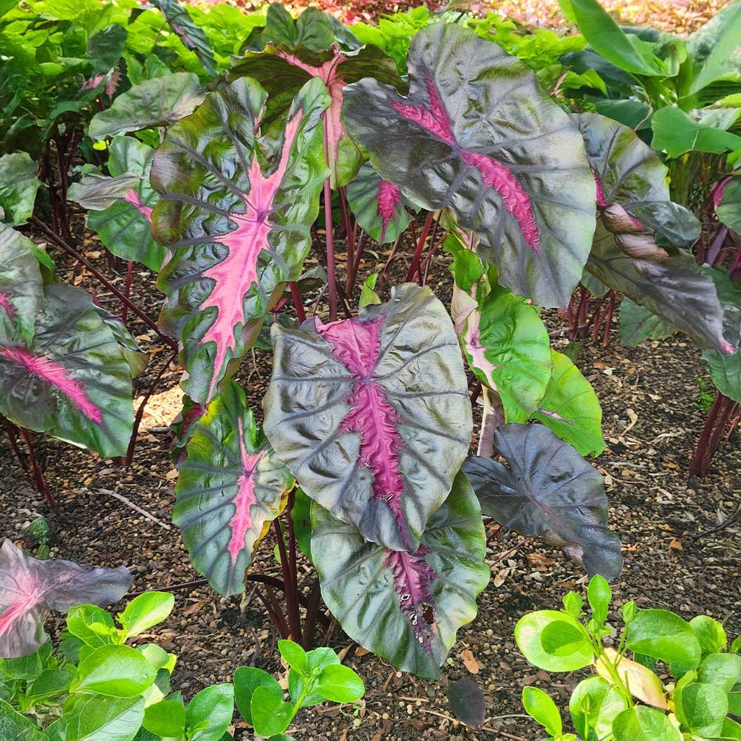 RedemptionTM Colocasia Plant