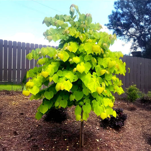 Rise 'N Shine Redbud Tree