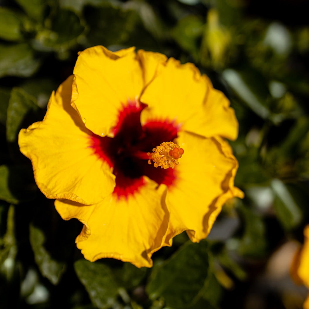 Rico SuaveTM Hollywood® Hibiscus