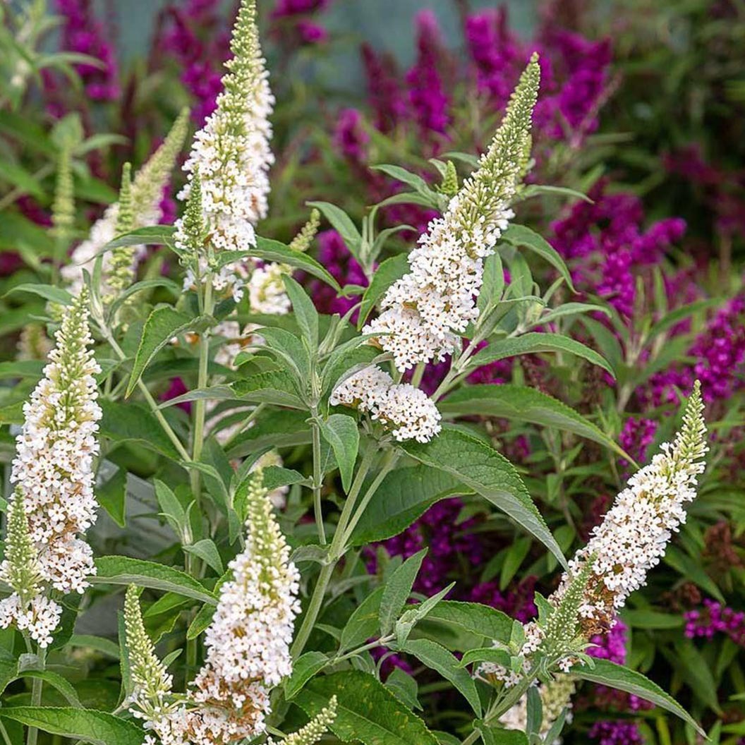 Southern Living® White Butterfly TowersTM Butterfly Bush
