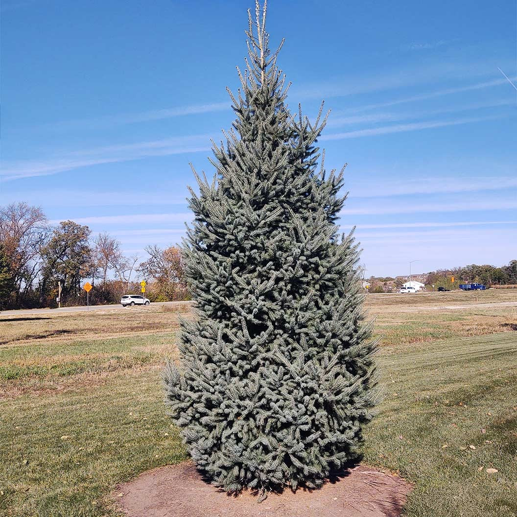 Skinny Blue GenesTM Black Hills Spruce Tree
