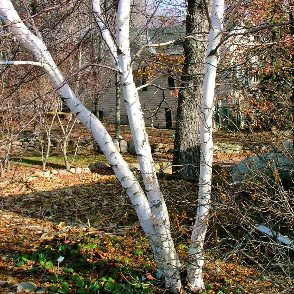 Proven Winners® AvalancheTM Birch Tree