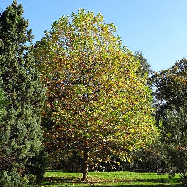 EXCLAMATION!TM London Planetree