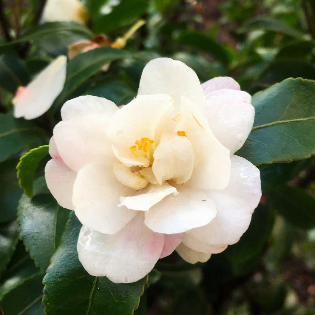 Southern Living® October Magic® OrchidTM Camellia Shrub