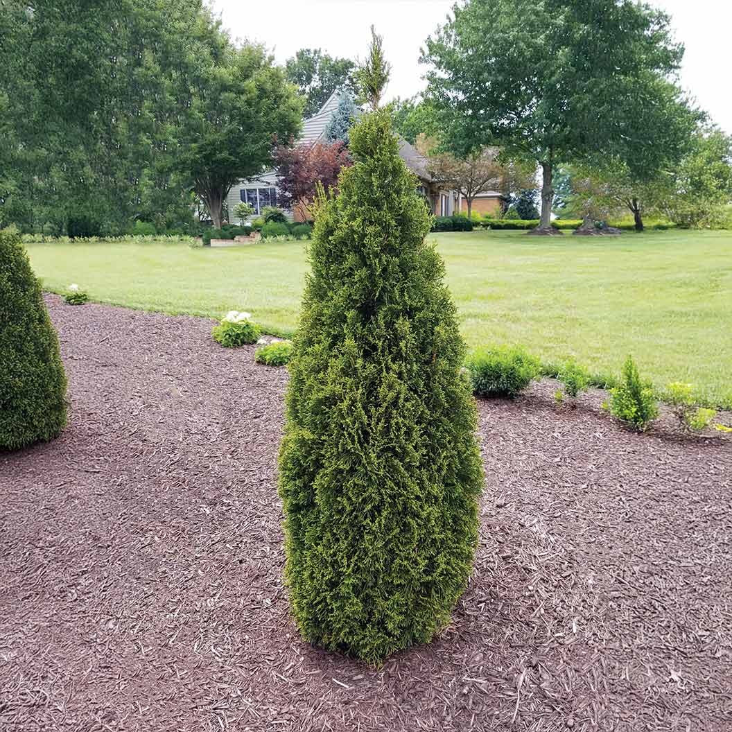 Emerald SqueezeTM Thuja Tree