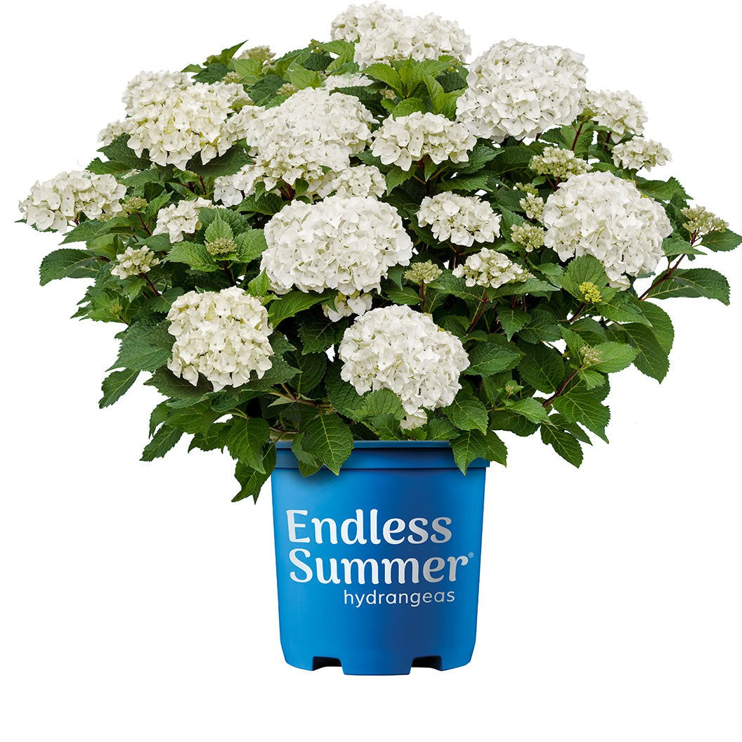Endless Summer® DreamcloudTM Hydrangea