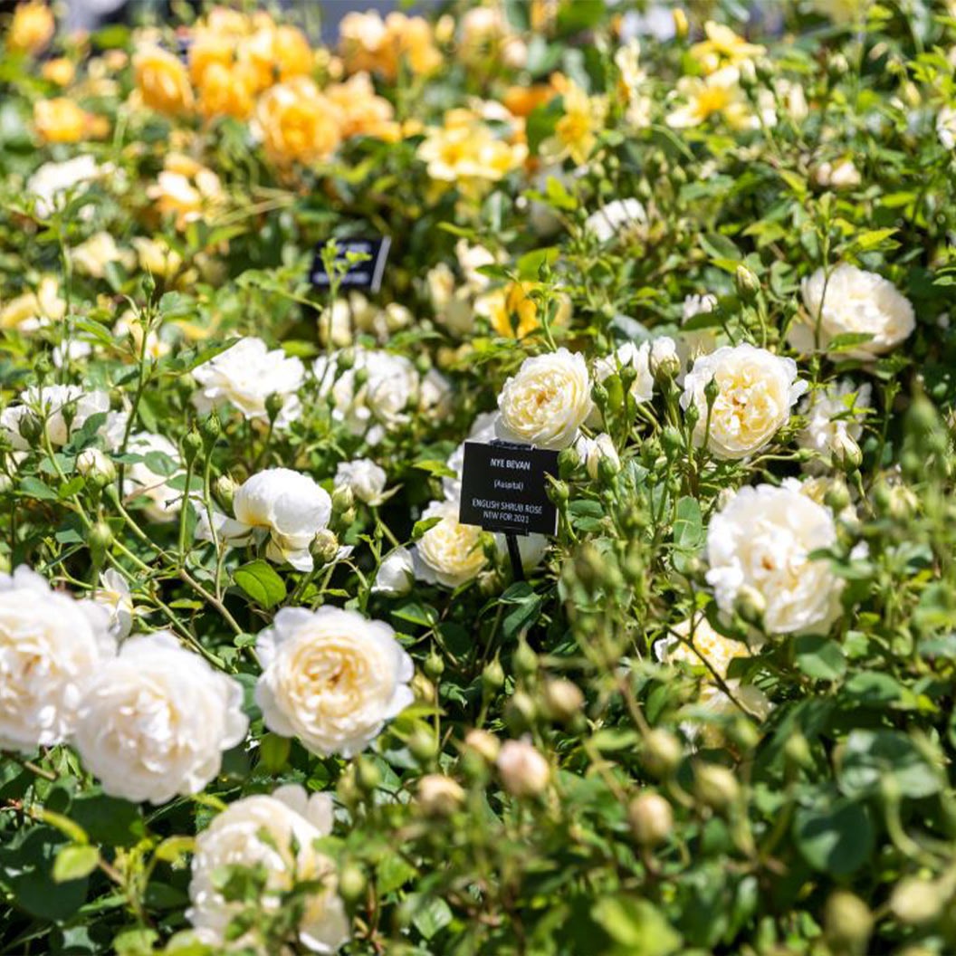 David Austin® Nye BevanTM Rose Shrub