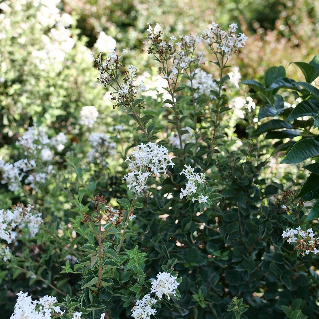 Proven Winners® Bloomerang® ShowmoundTM Lilac Bush