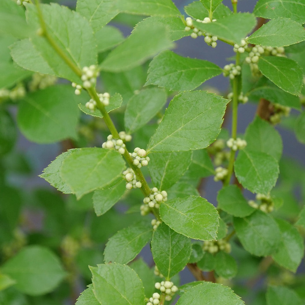 Proven Winners® Mr. Poppins® Holly Shrub