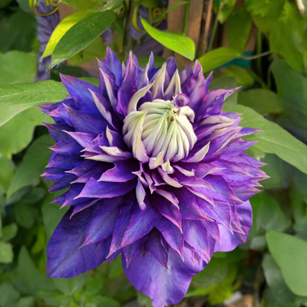 Clematis VancouverTM Blue Lion Vine