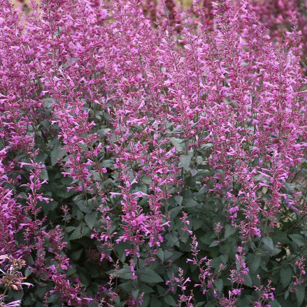 Meant to Bee® Royal Raspberry Agastache Plant
