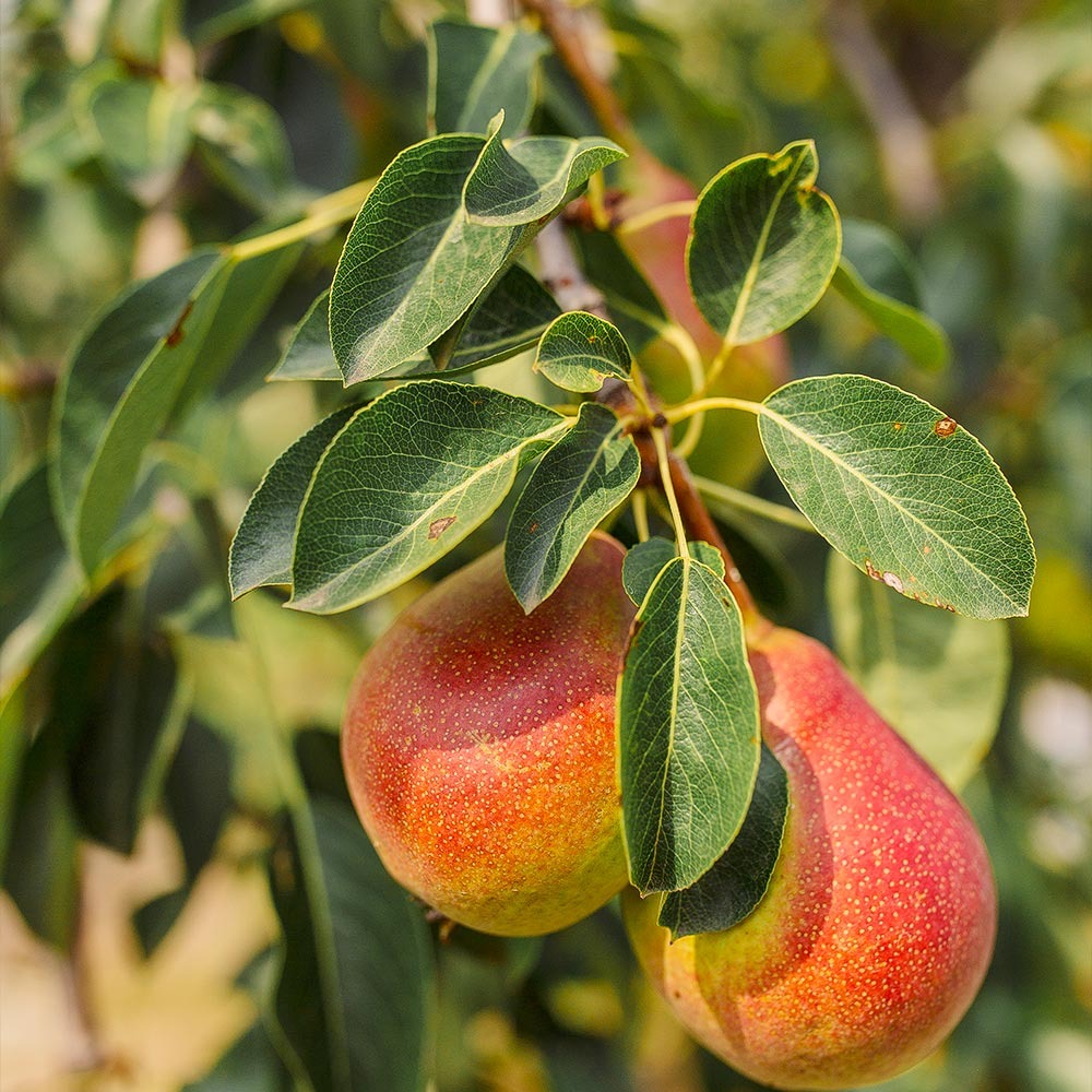 Pear Trees
