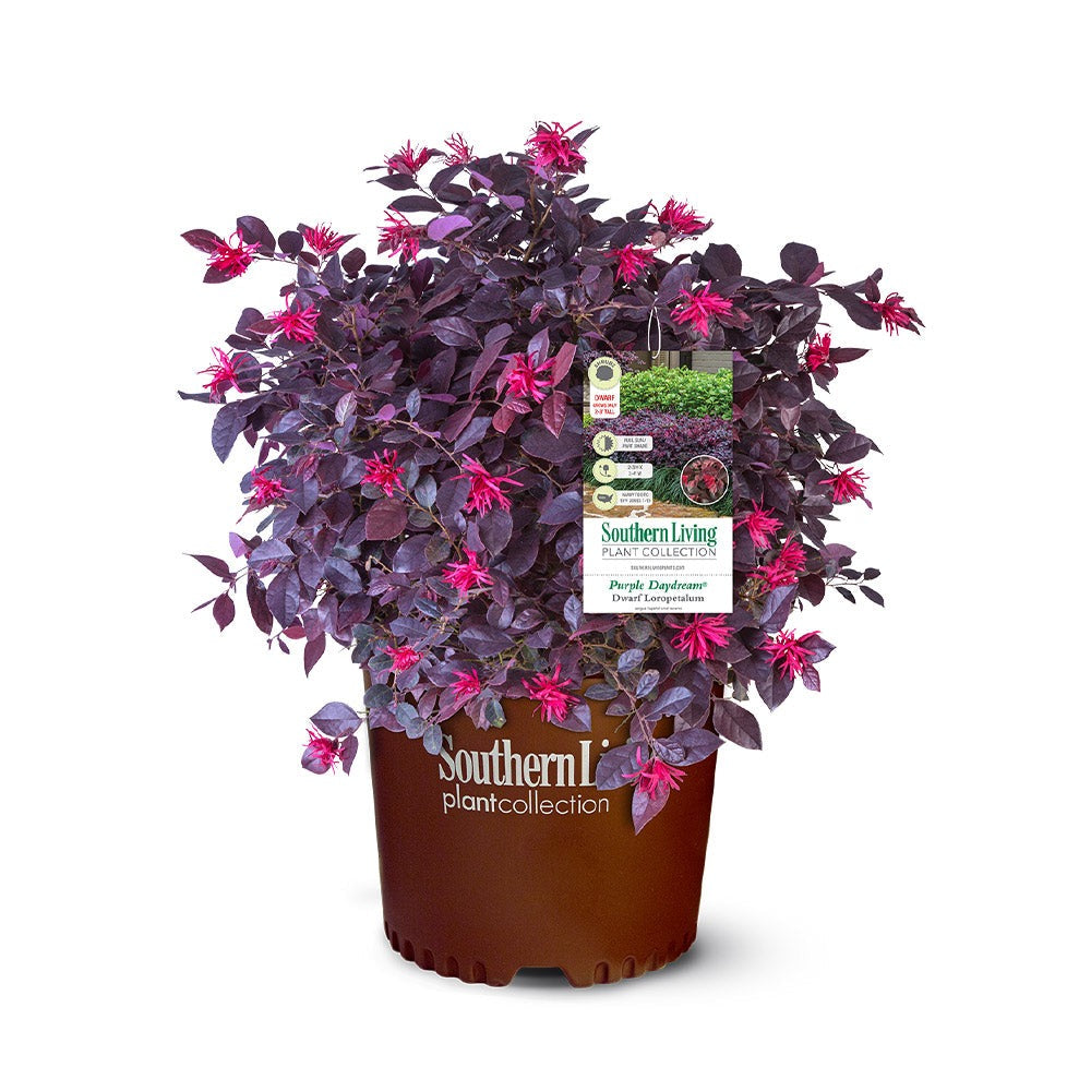 Southern Living® Purple Daydream® Dwarf Loropetalum Shrub