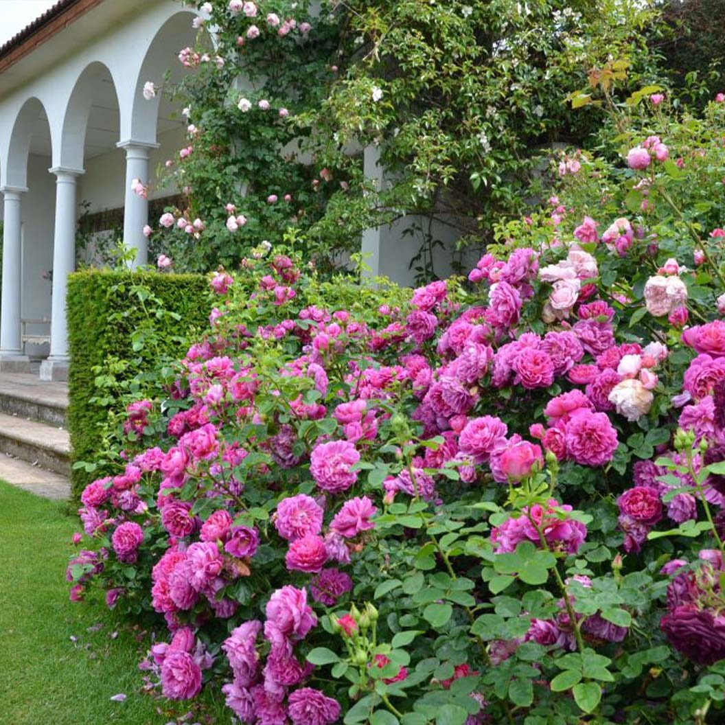 David Austin® Princess AnneTM Rose Shrub