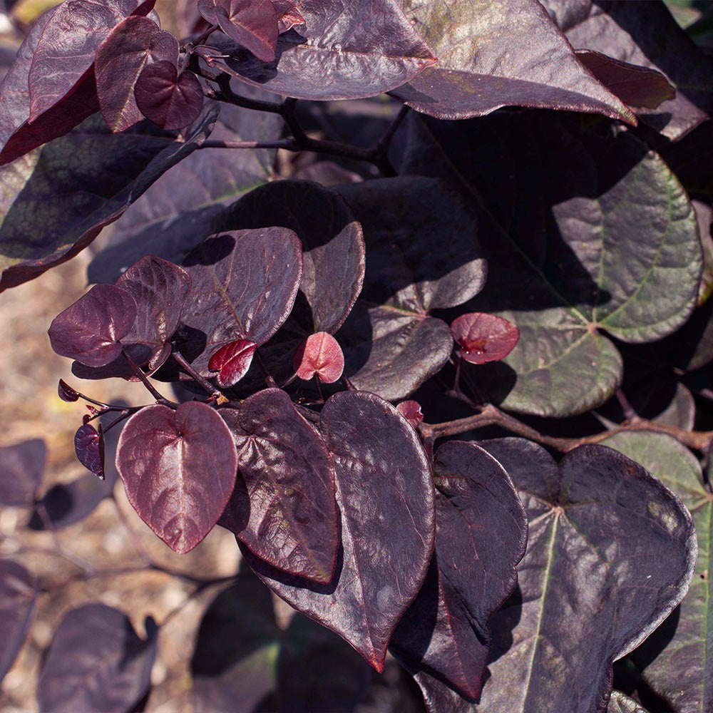 Garden Gems® Amethyst Redbud Tree