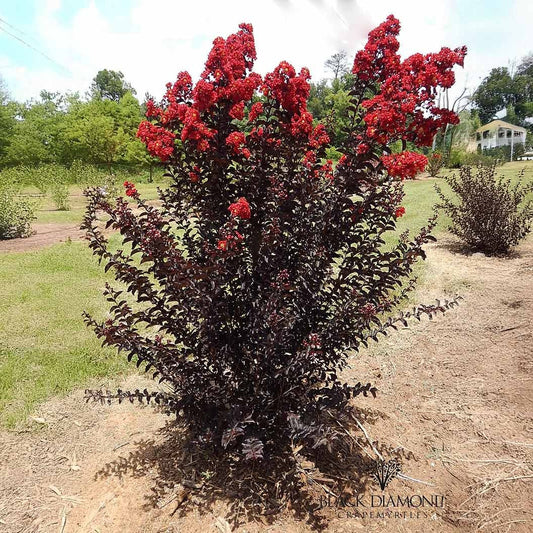 Black Diamond® Crimson CrownTM Crape Myrtle Shrub