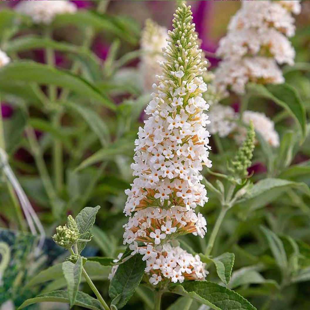 Southern Living® White Butterfly TowersTM Butterfly Bush