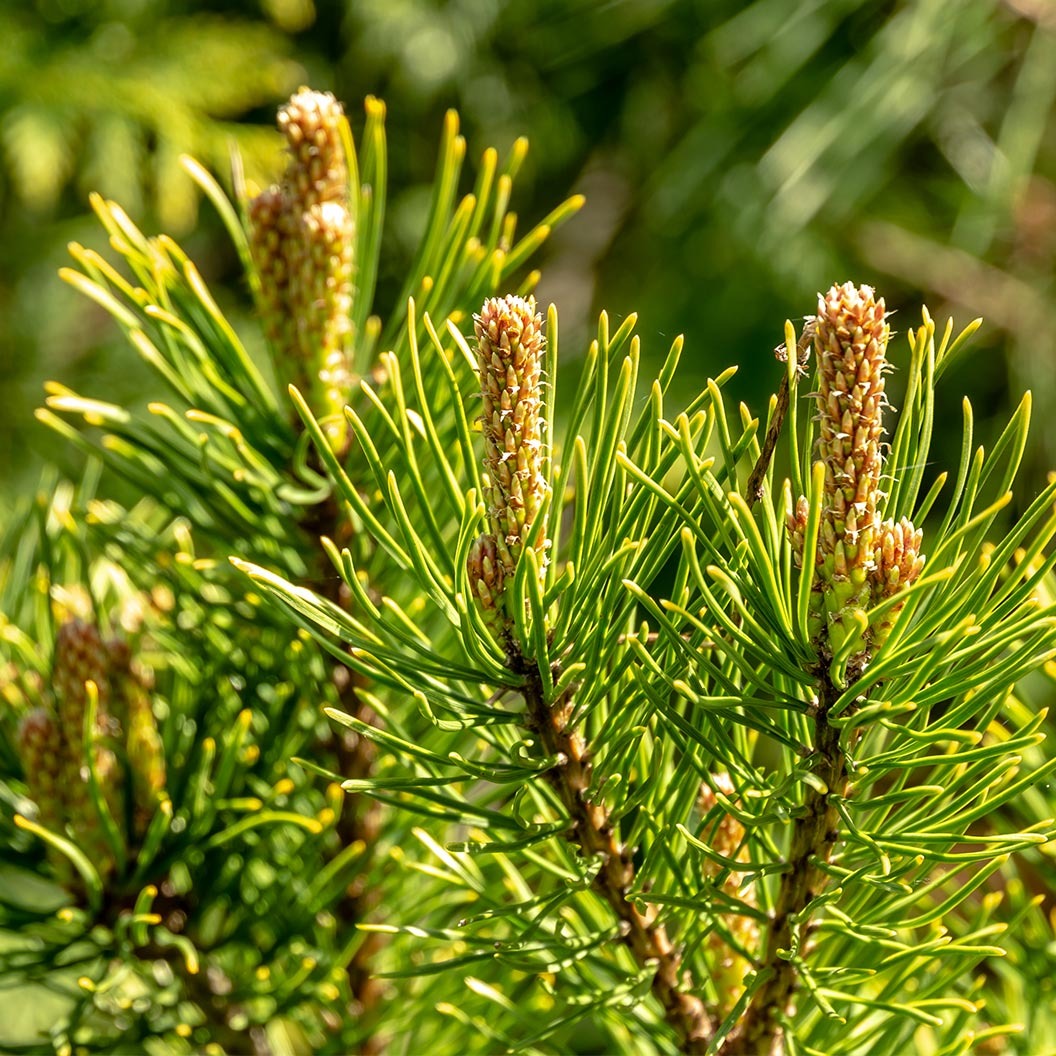Ophir Mugo Pine Shrub