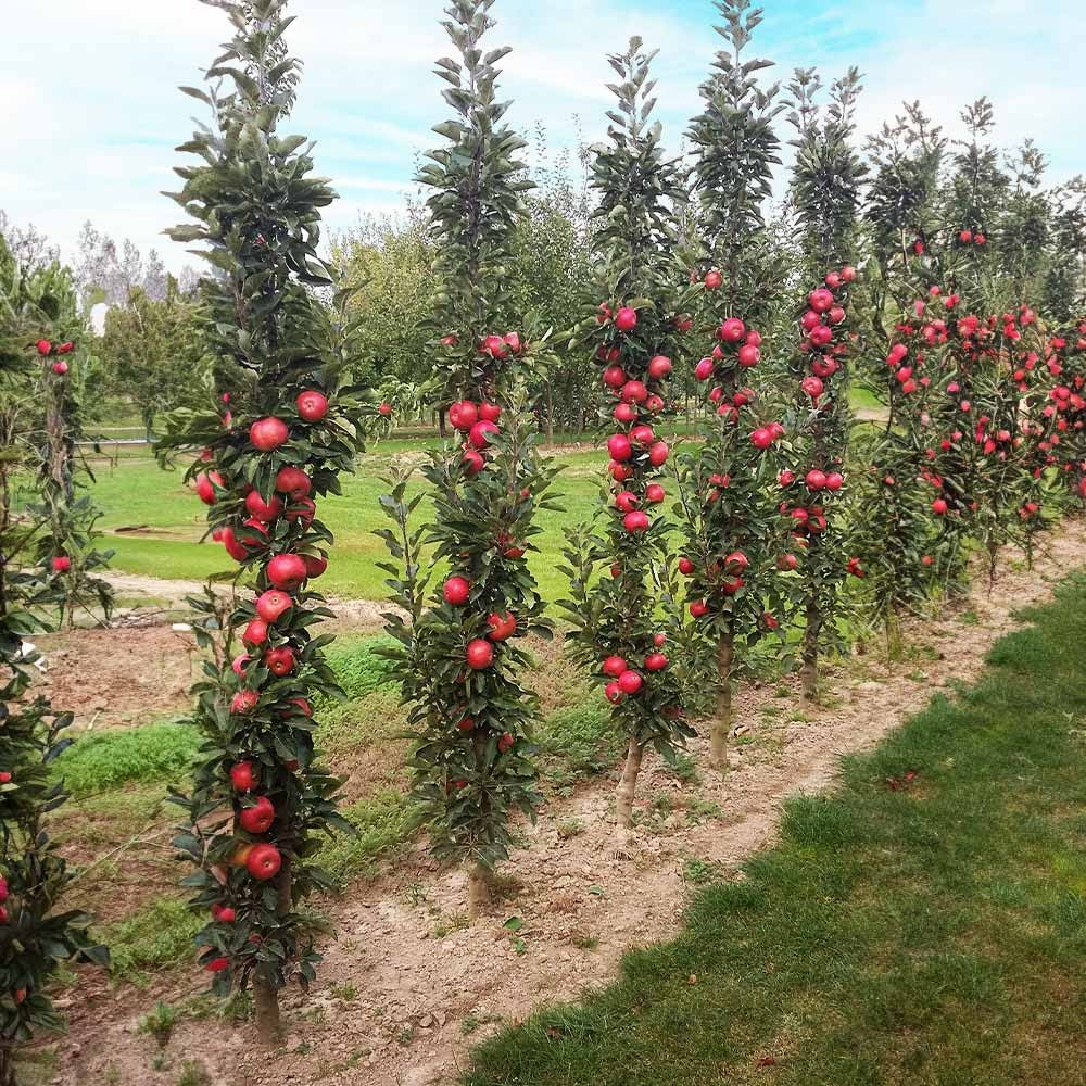 Fruit Snacks® Tasty RedTM Columnar Apple Tree