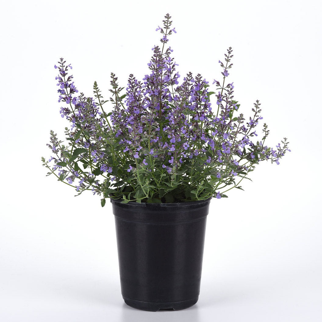 Better Versions® Junior WalkerTM Nepeta Plant