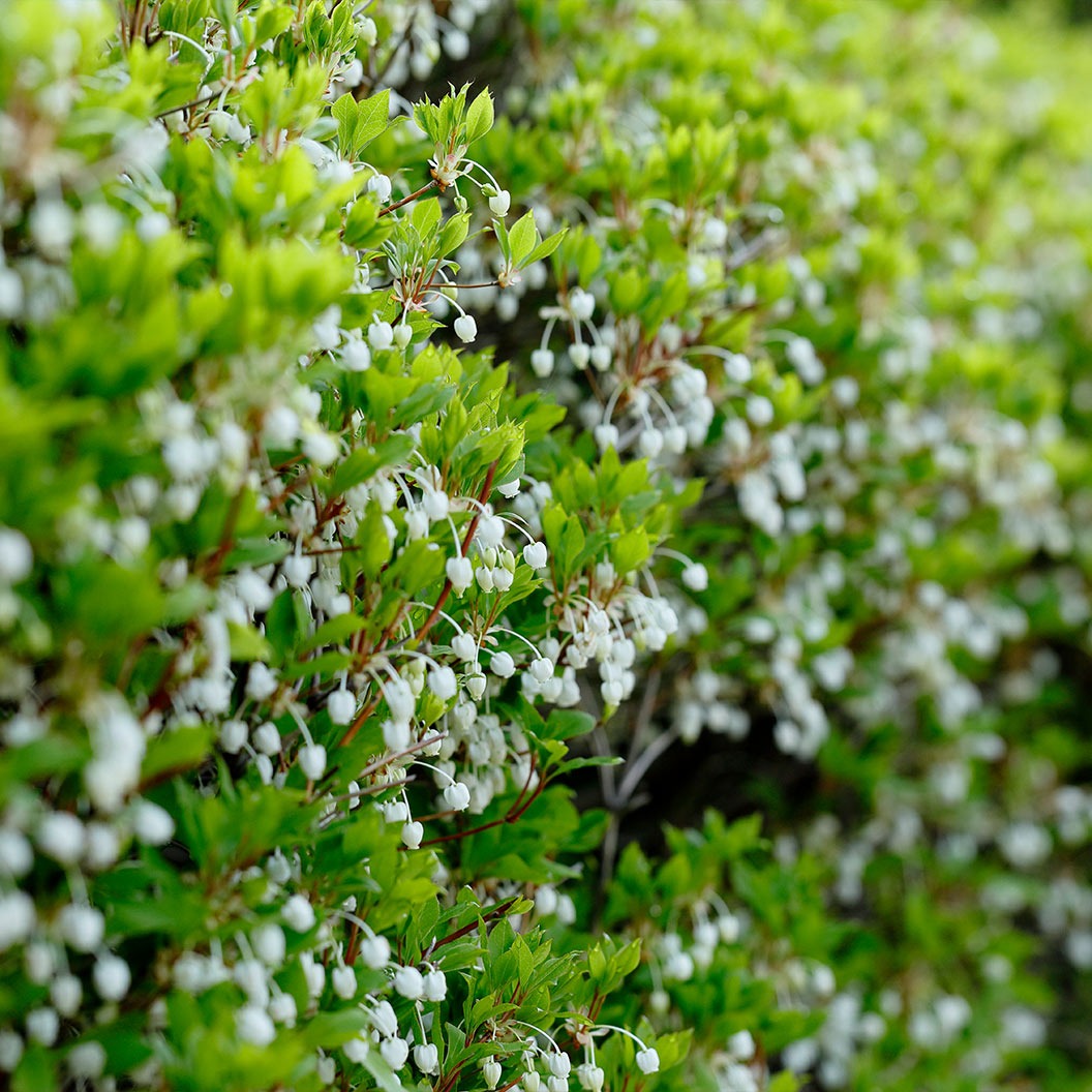 Enkianthus Perulatus Shrub