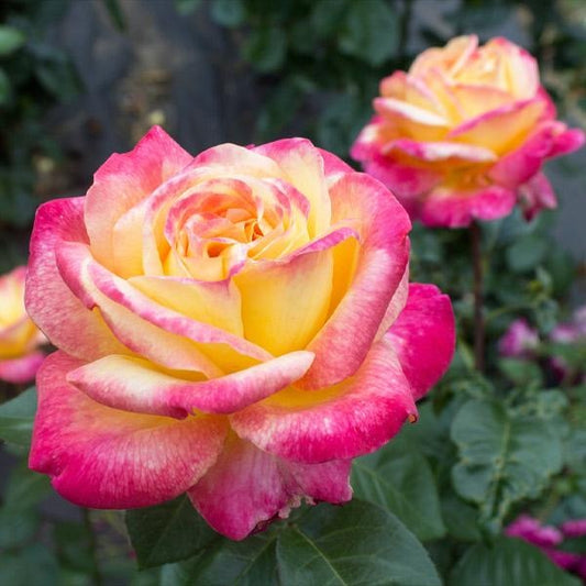 Peace Rose