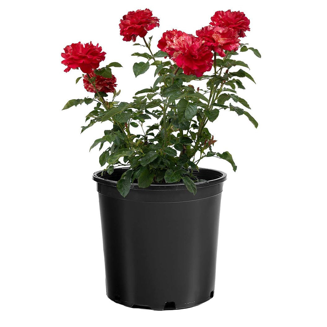 Bloomables® Winning StreakTM Rose