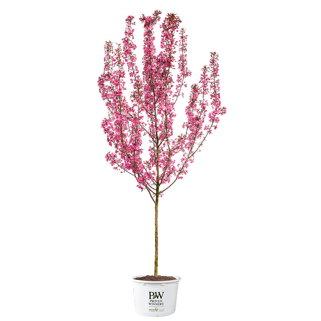 Proven Winners® Show TimeTM Crabapple Tree
