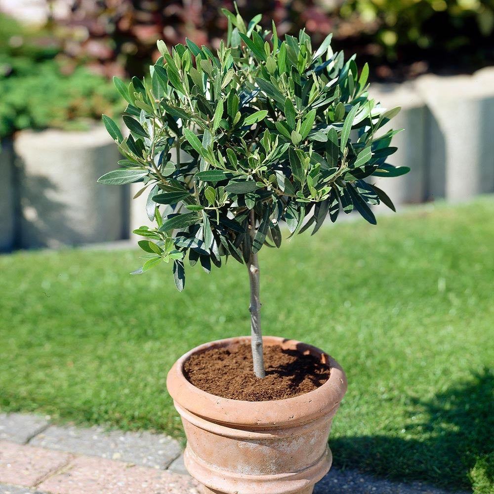Koroneiki Greek Olive Tree