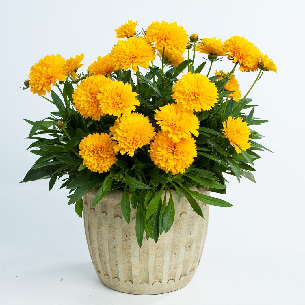 SolannaTM Golden Sphere Coreopsis Plant