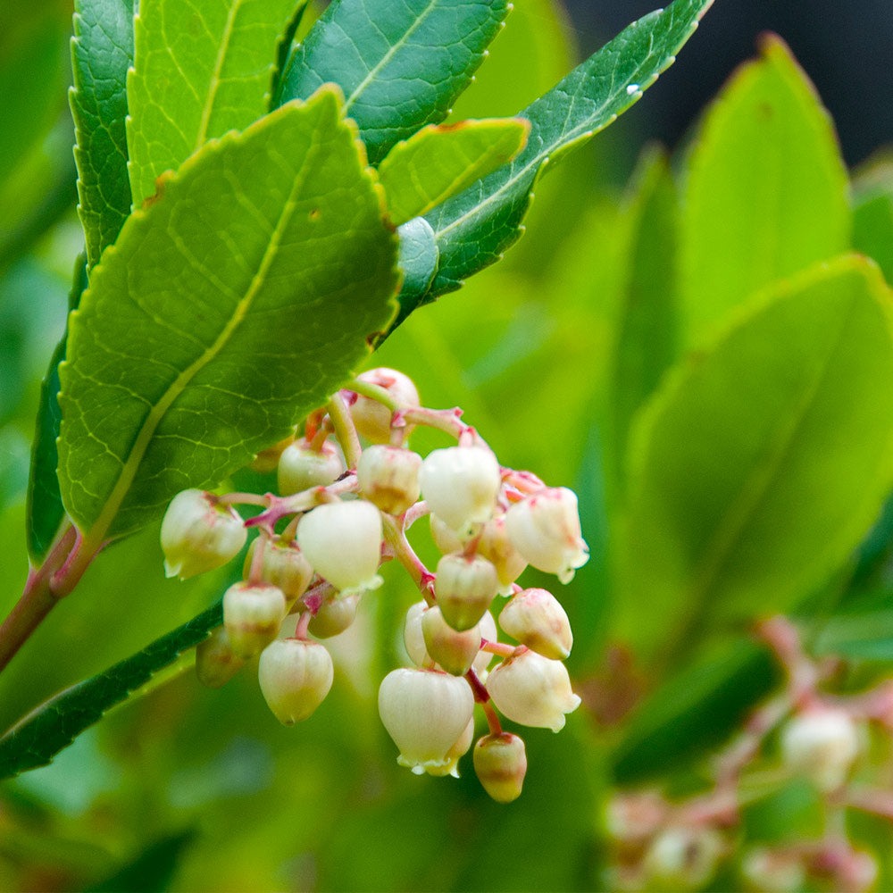 Strawberry Tree
