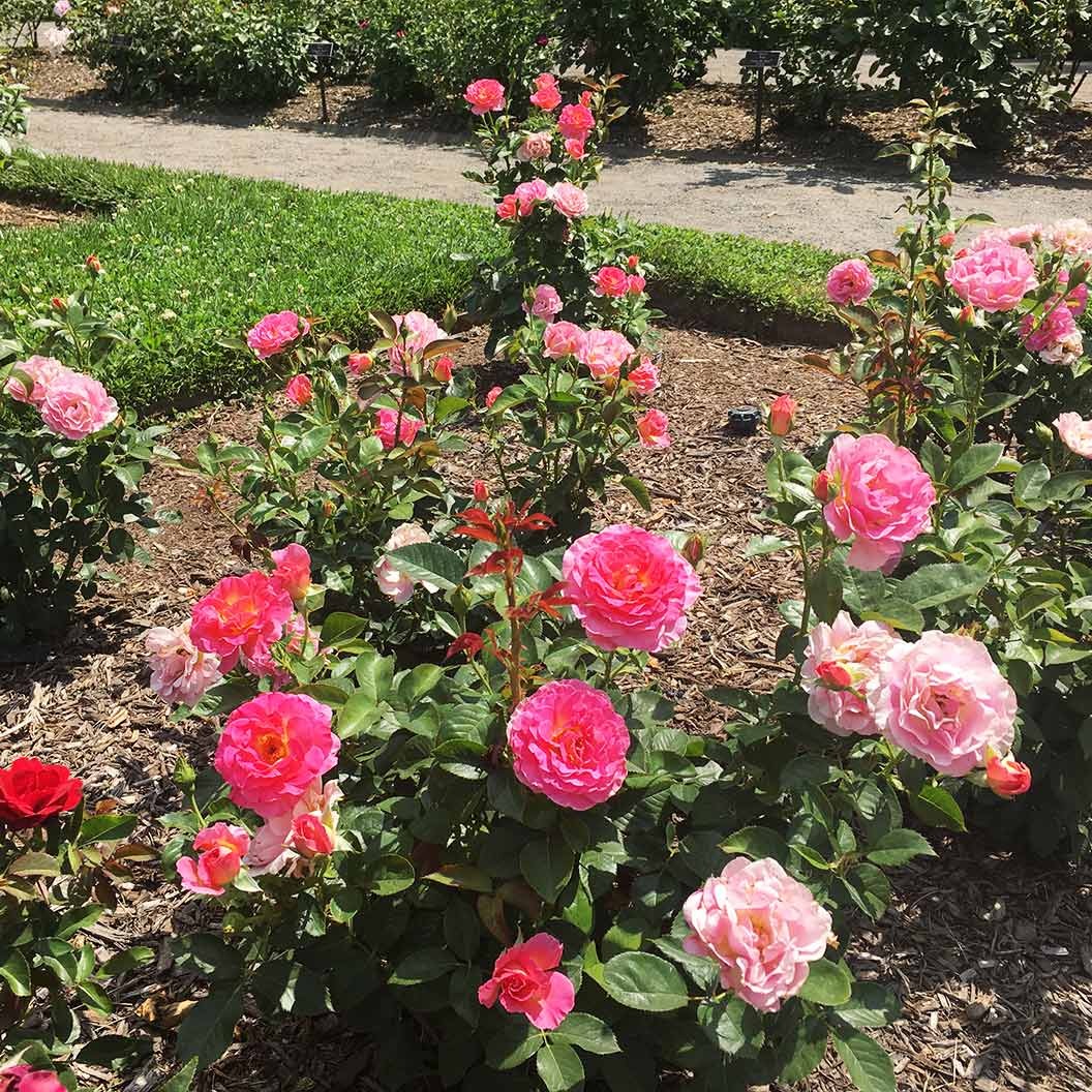 Julie AndrewsTM Hybrid Tea Rose