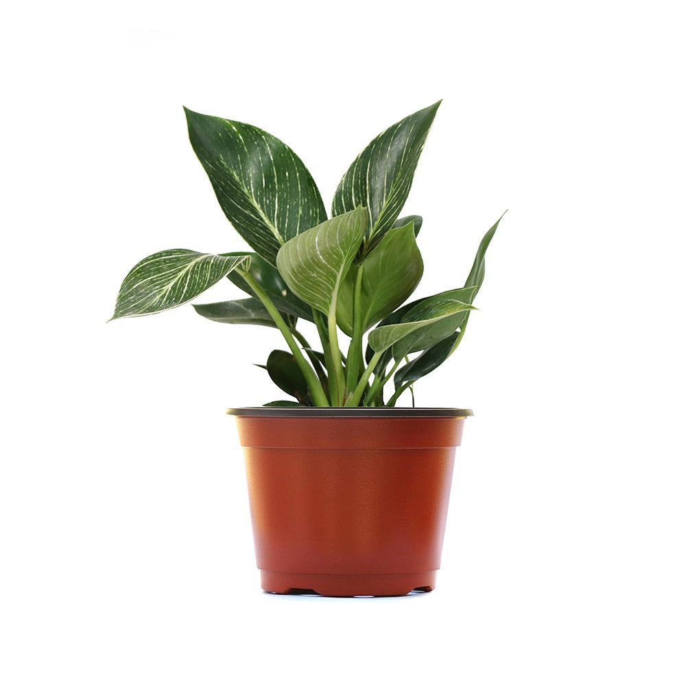 Birkin Philodendron Plant