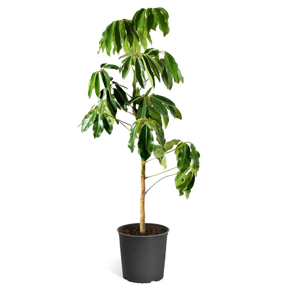 Umbrella Tree