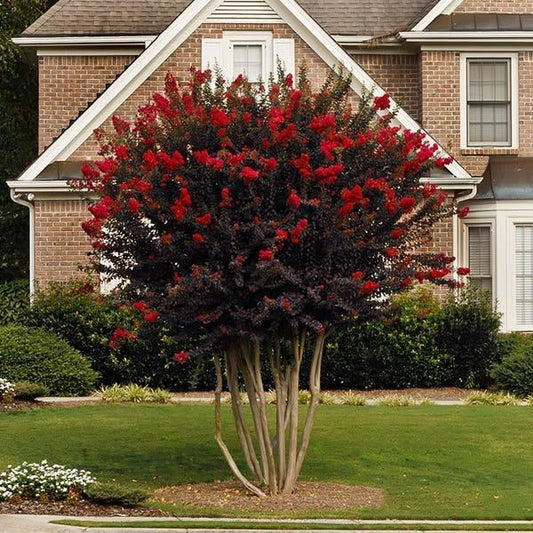 Black Diamond® Best RedTM Crape Myrtle Tree