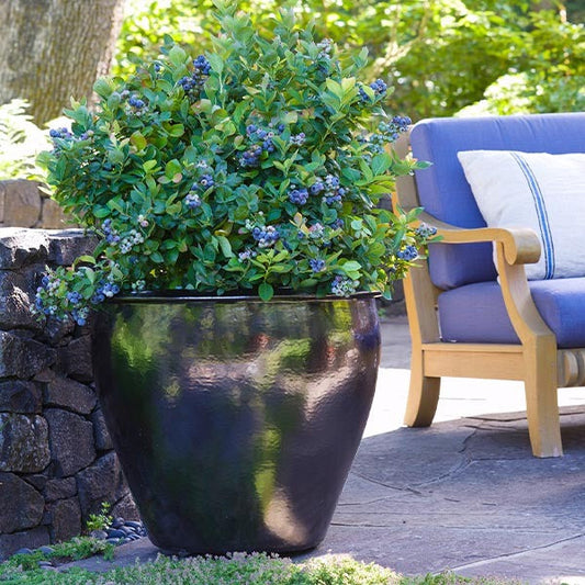 Bushel and Berry® Peach SorbetTM Blueberry Bush