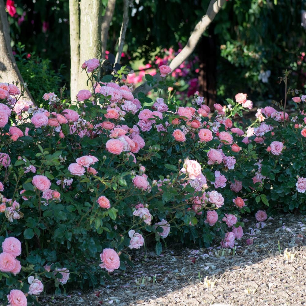 Rose Bushes