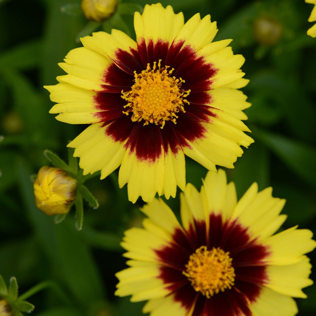 UpTickTM Yellow & Red Coreopsis Plant