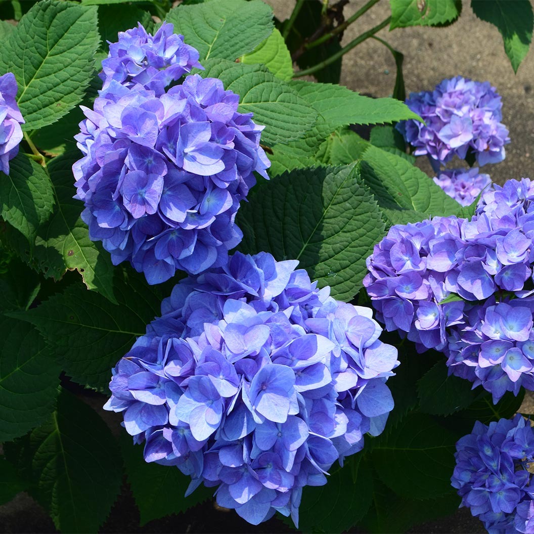 Garden District Blushing BluesTM Hydrangea Bush