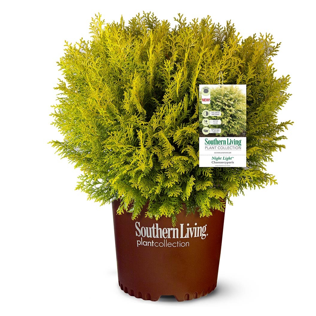 Southern Living® Night LightTM Chamaecyparis Shrub